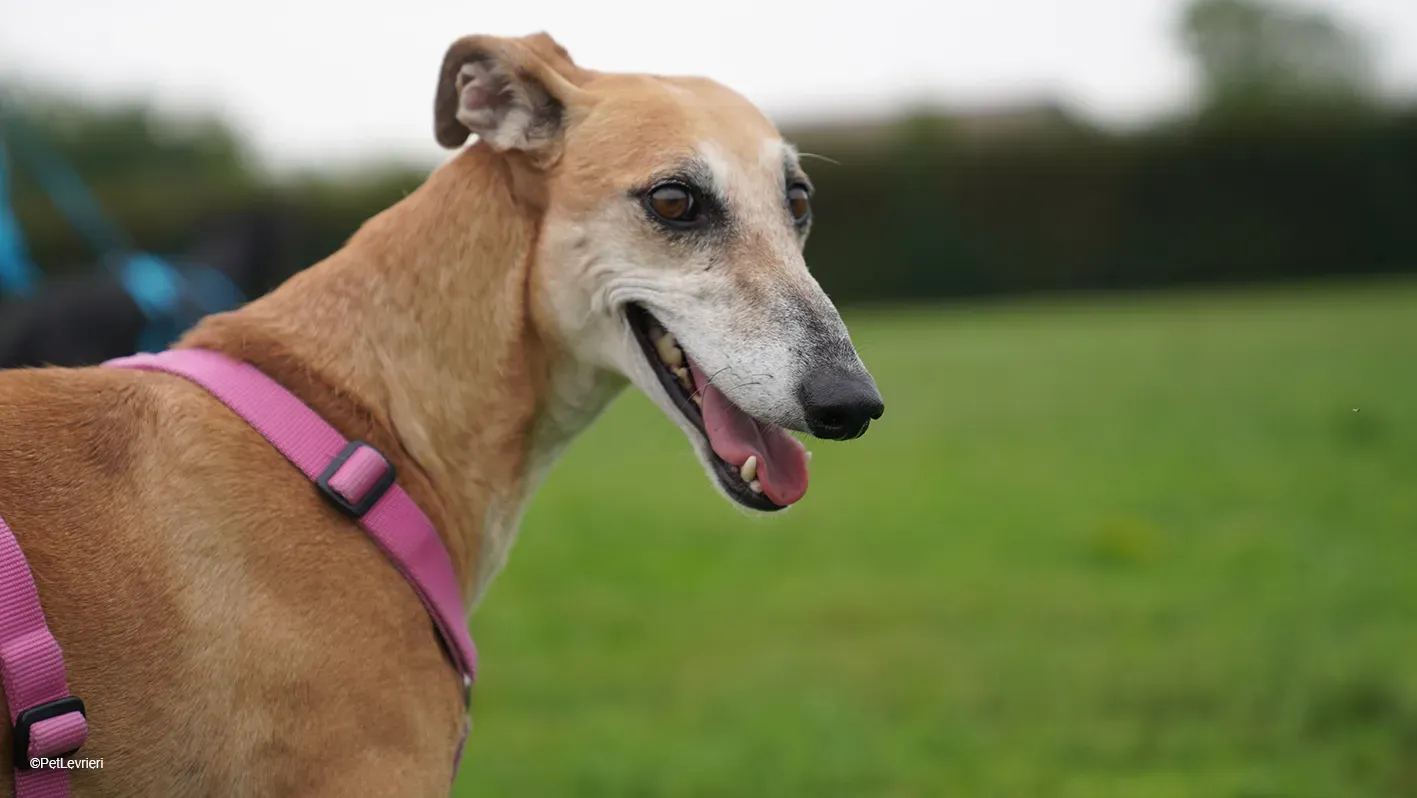 LUDMILA PetLevrieri arrivo galgo 16settembre 11