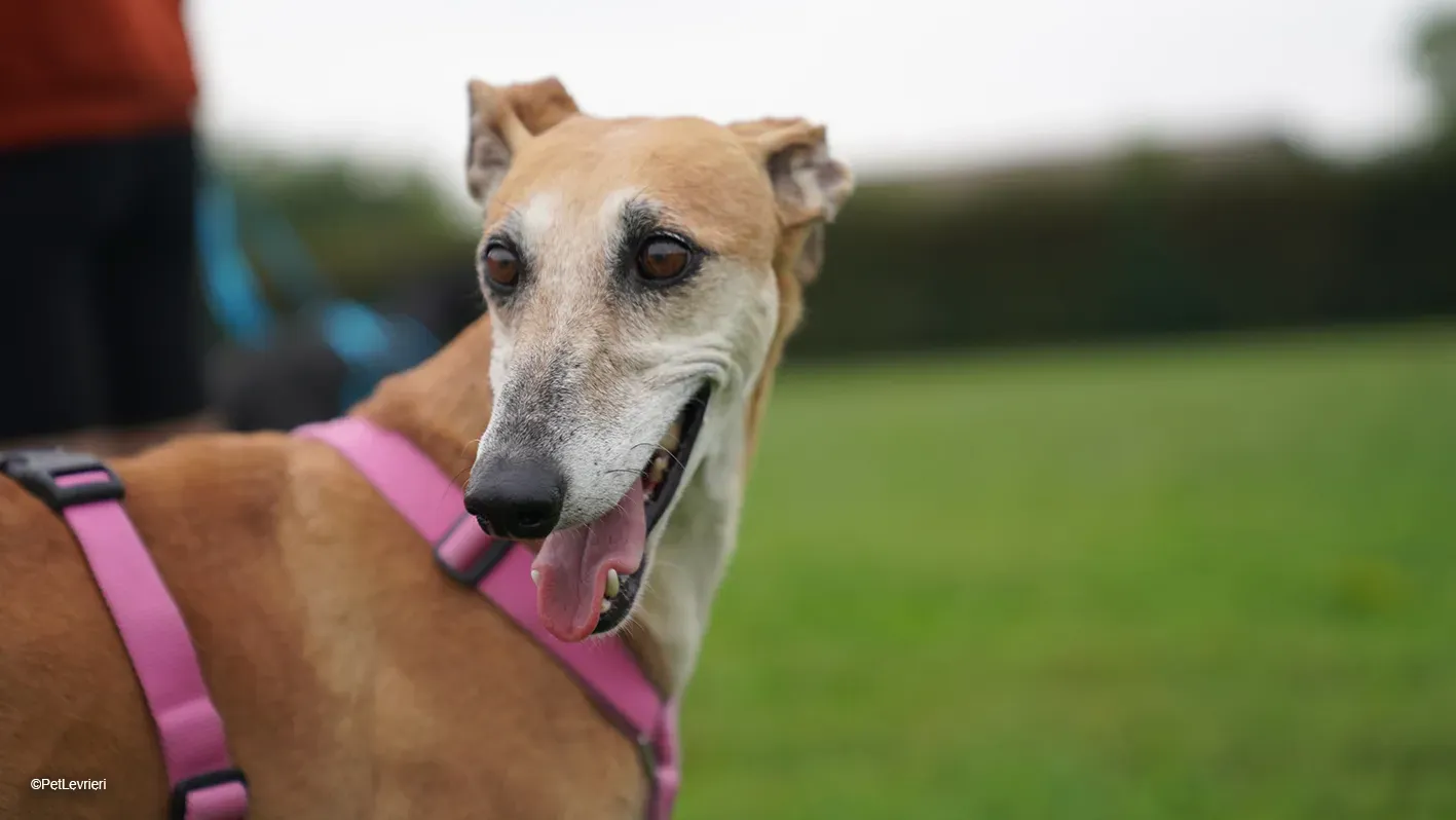 LUDMILA PetLevrieri arrivo galgo 16settembre 12