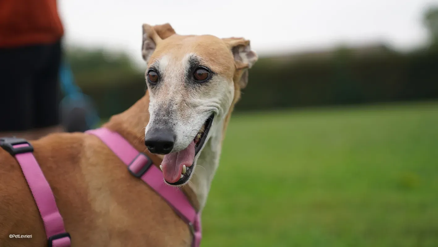 LUDMILA PetLevrieri arrivo galgo 16settembre 13