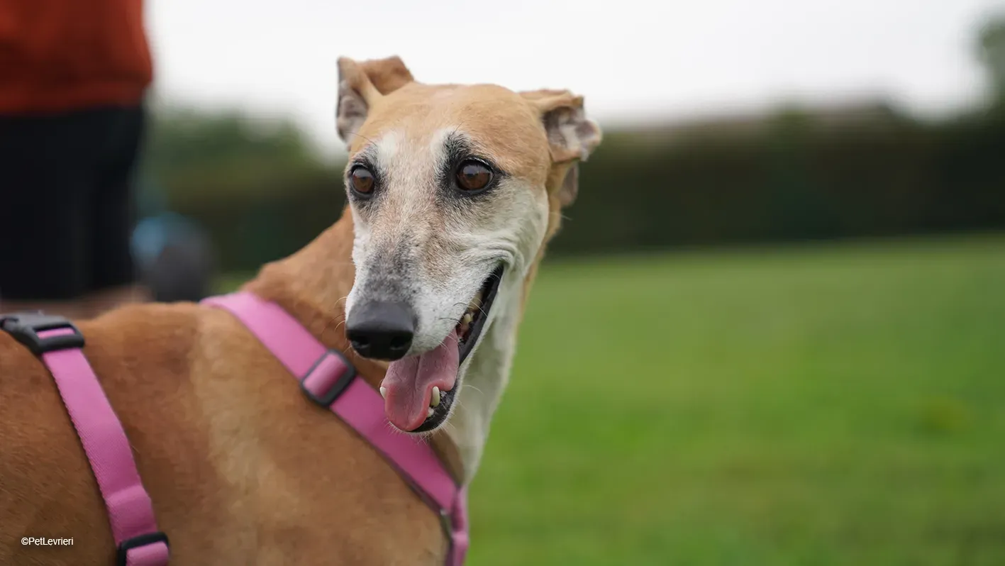LUDMILA PetLevrieri arrivo galgo 16settembre 14