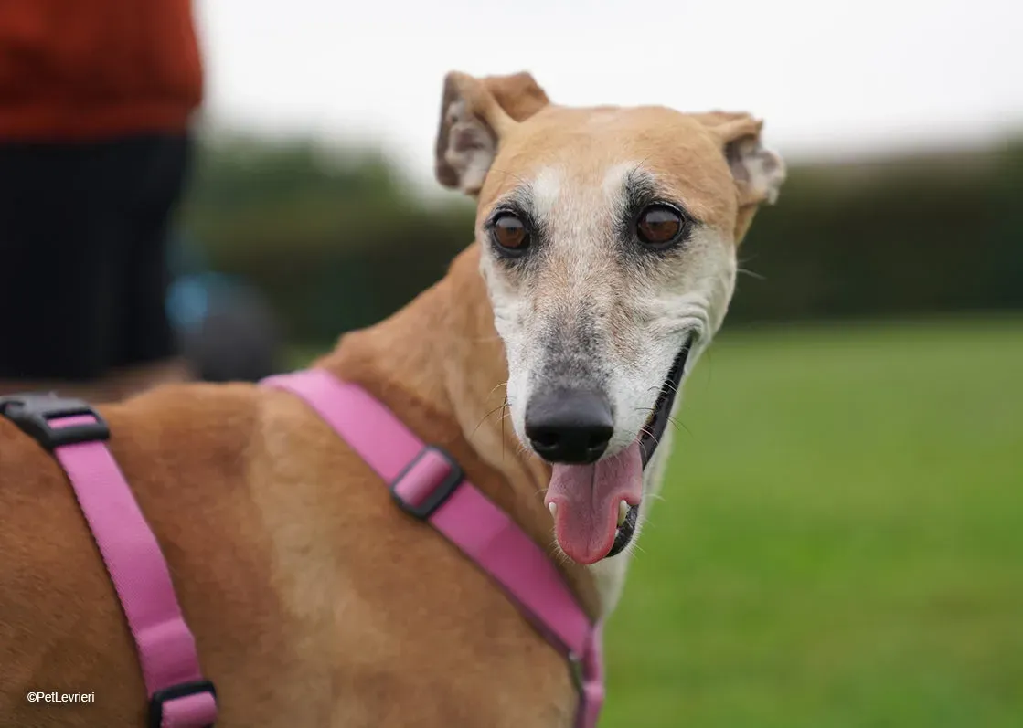 LUDMILA PetLevrieri arrivo galgo 16settembre 15 e1695286981102