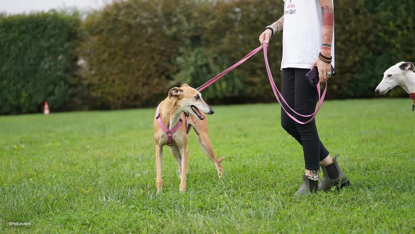 LUDMILA PetLevrieri arrivo galgo 16settembre 16