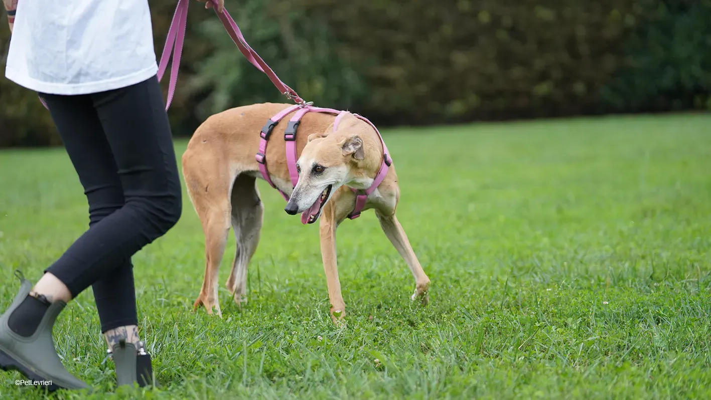 LUDMILA PetLevrieri arrivo galgo 16settembre 17