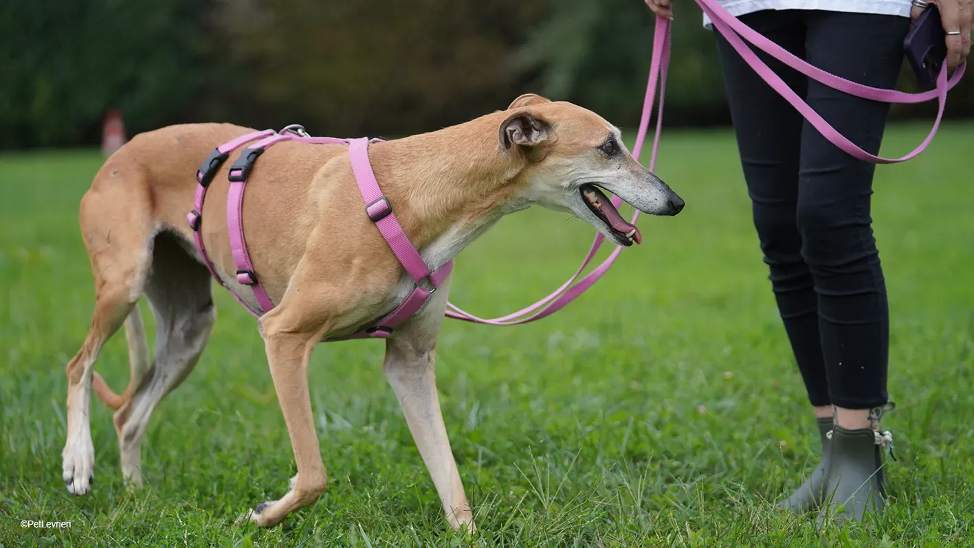LUDMILA PetLevrieri arrivo galgo 16settembre 18