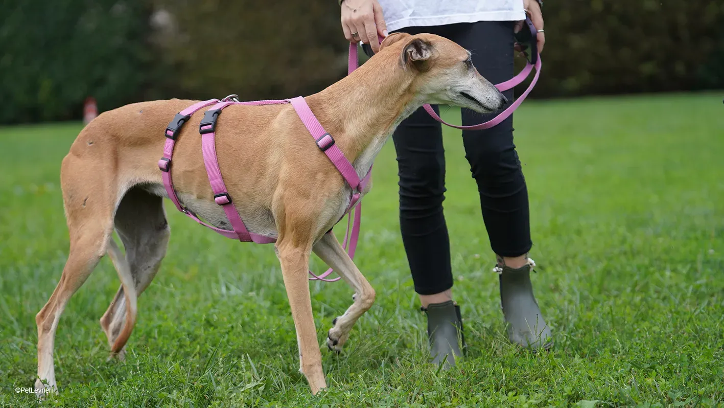 LUDMILA PetLevrieri arrivo galgo 16settembre 19