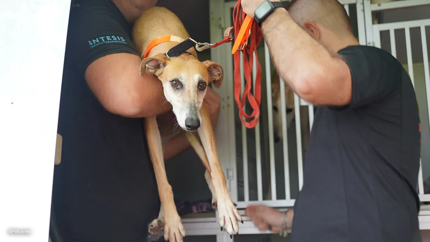 LUDMILA PetLevrieri arrivo galgo 16settembre 2