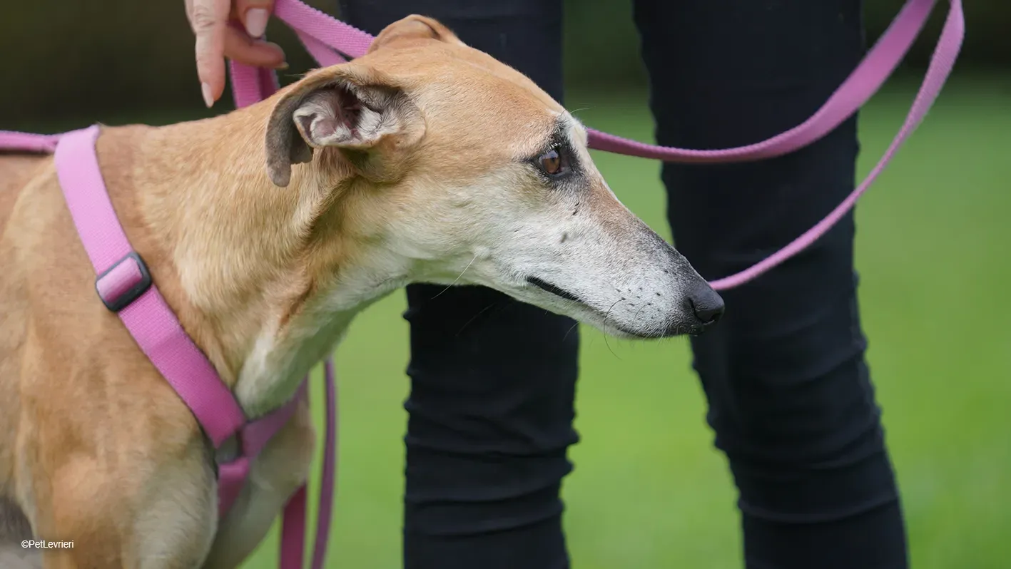 LUDMILA PetLevrieri arrivo galgo 16settembre 20