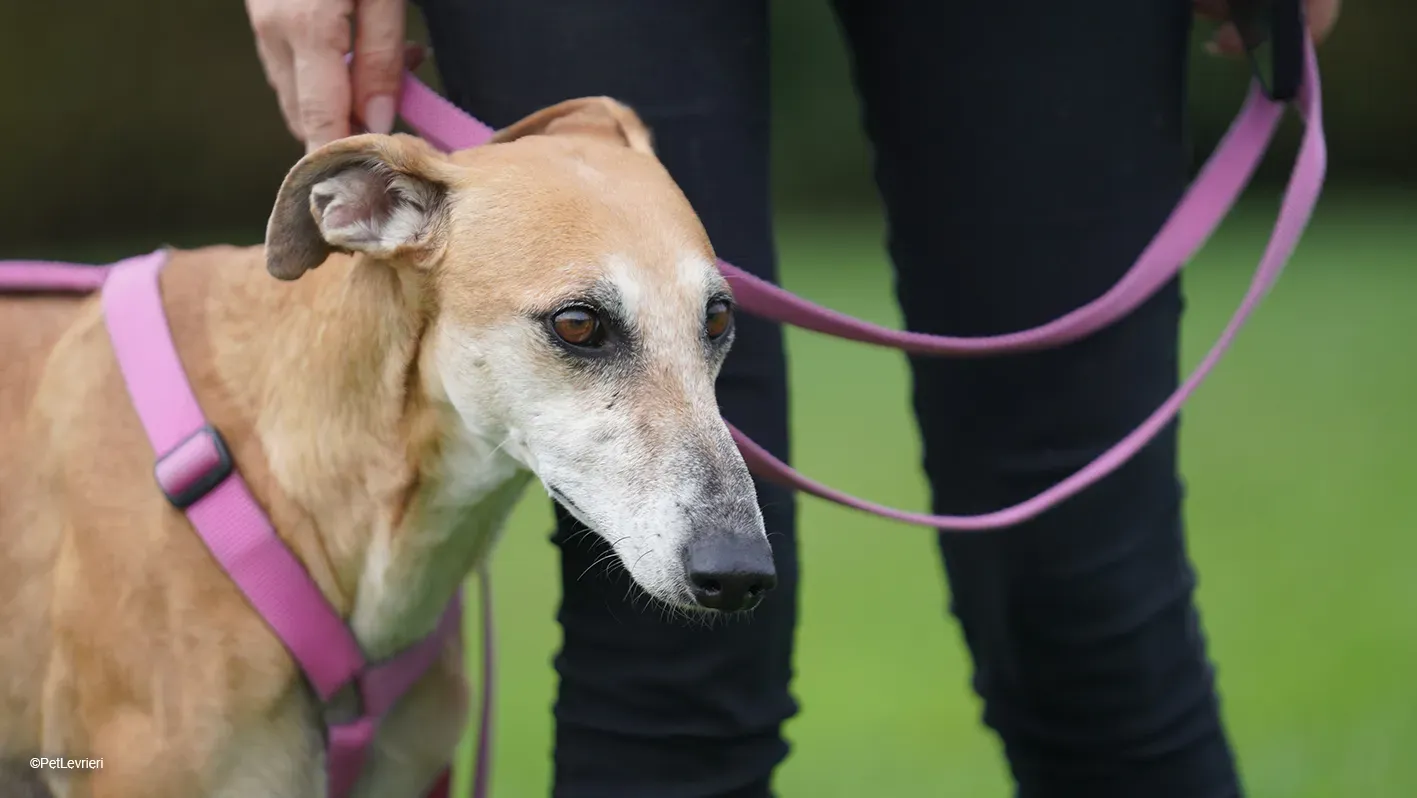 LUDMILA PetLevrieri arrivo galgo 16settembre 21