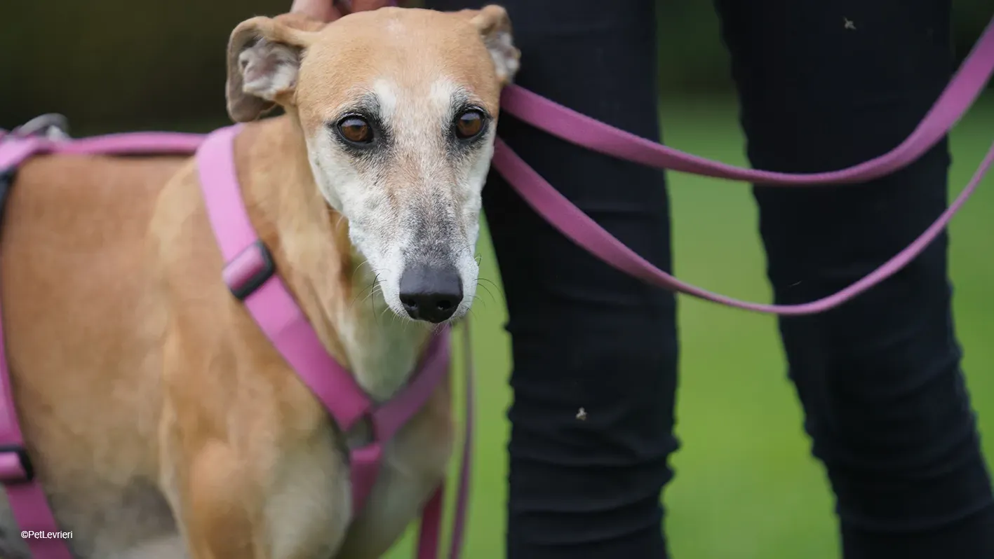 LUDMILA PetLevrieri arrivo galgo 16settembre 22