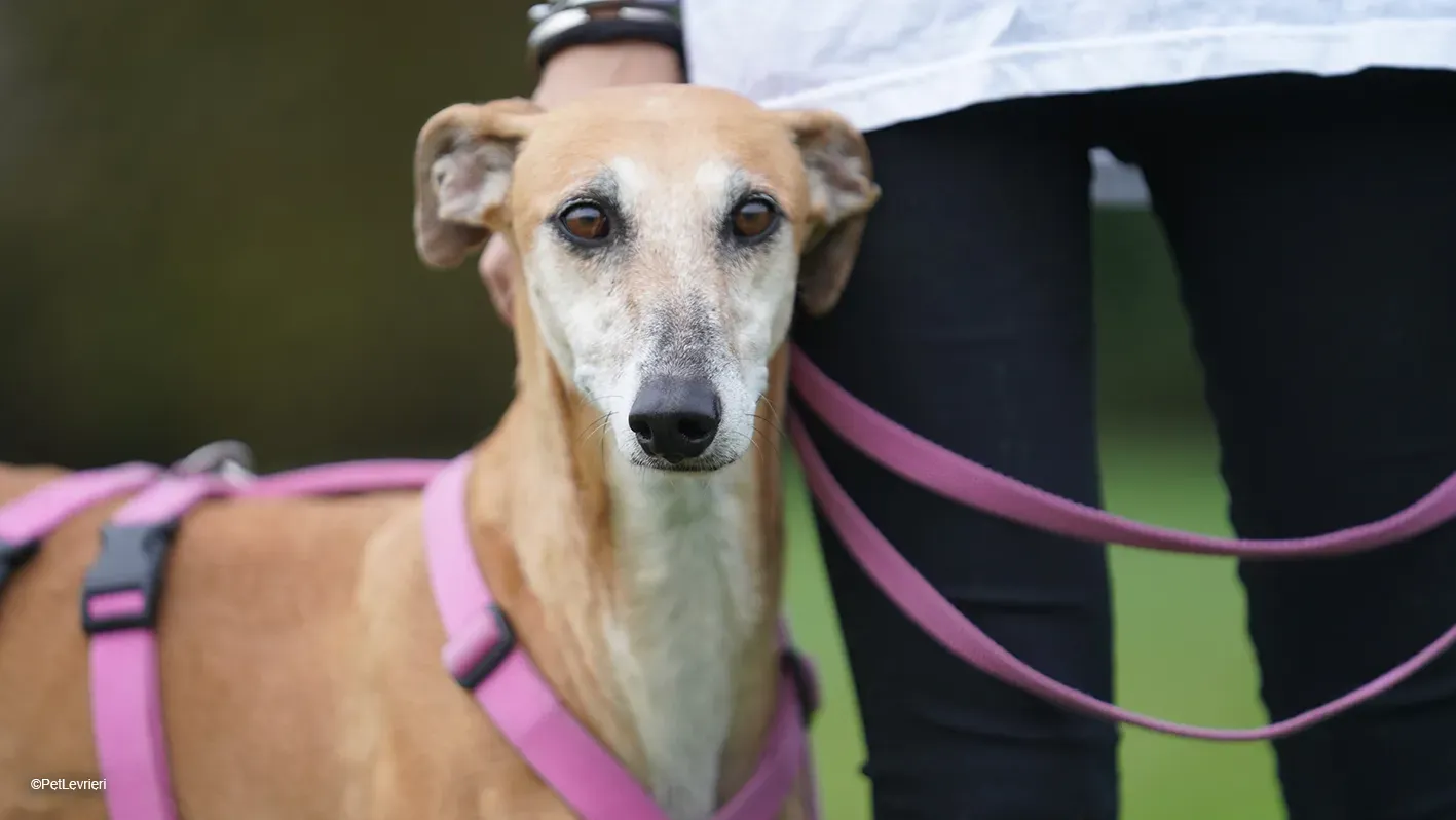 LUDMILA PetLevrieri arrivo galgo 16settembre 23