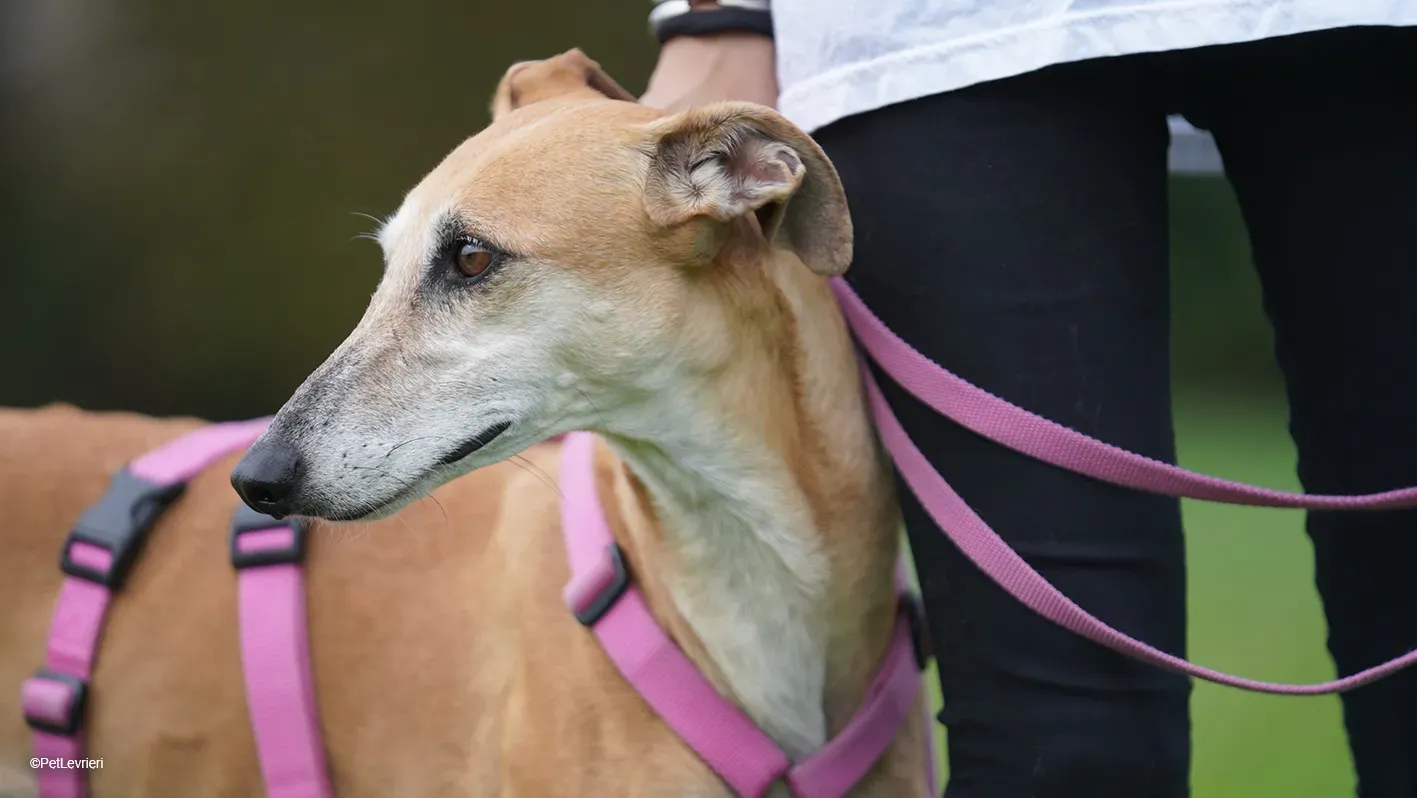 LUDMILA PetLevrieri arrivo galgo 16settembre 24