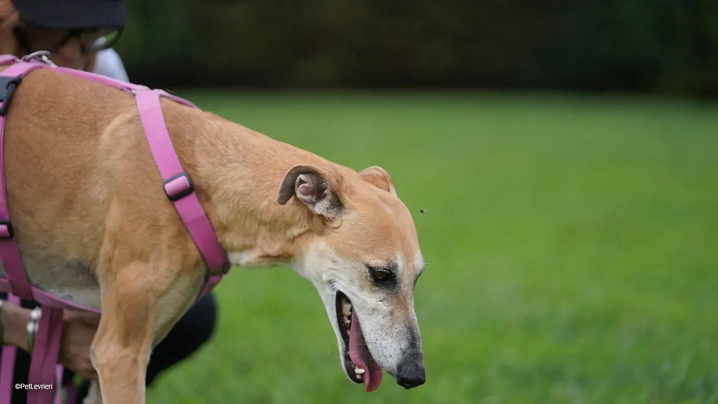 LUDMILA PetLevrieri arrivo galgo 16settembre 25