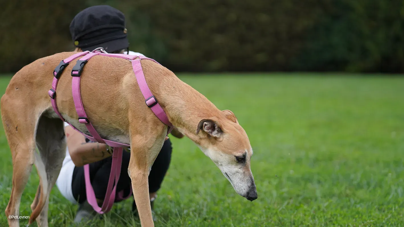 LUDMILA PetLevrieri arrivo galgo 16settembre 26