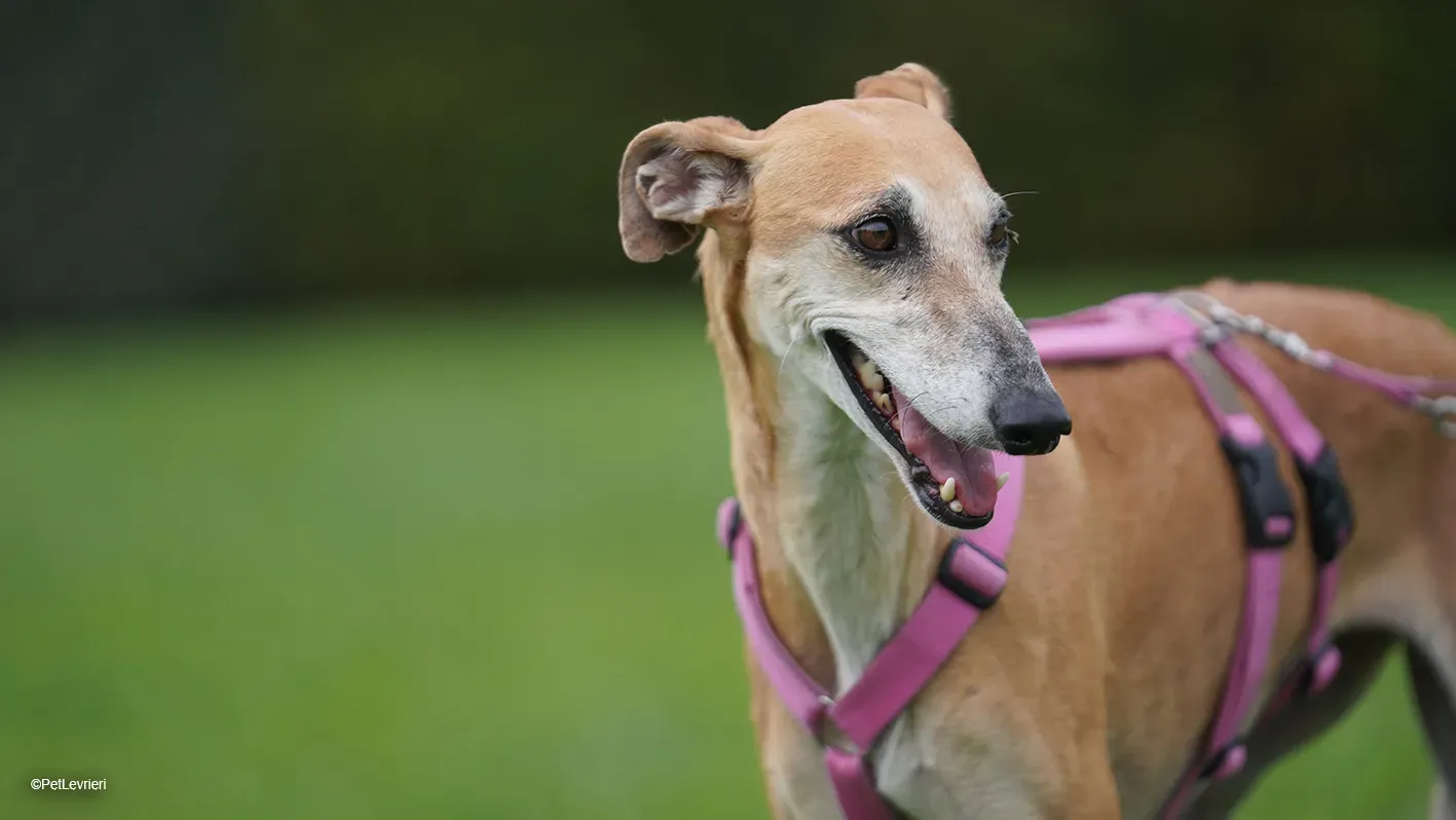 LUDMILA PetLevrieri arrivo galgo 16settembre 28