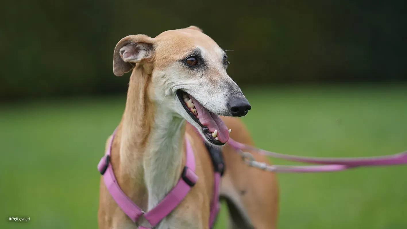 LUDMILA PetLevrieri arrivo galgo 16settembre 29