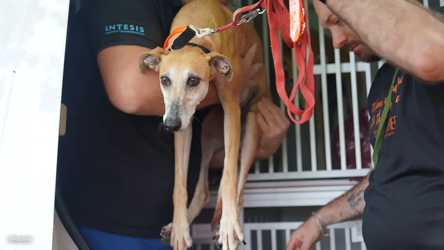 LUDMILA PetLevrieri arrivo galgo 16settembre 3