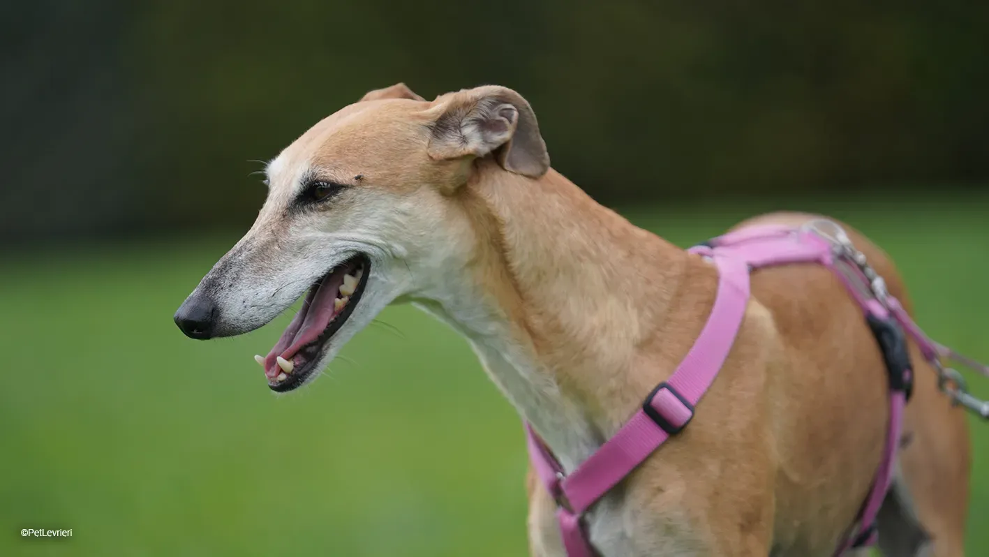 LUDMILA PetLevrieri arrivo galgo 16settembre 30