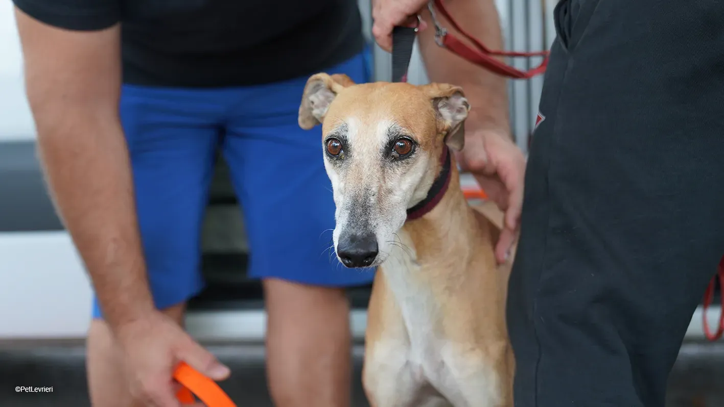LUDMILA PetLevrieri arrivo galgo 16settembre 4