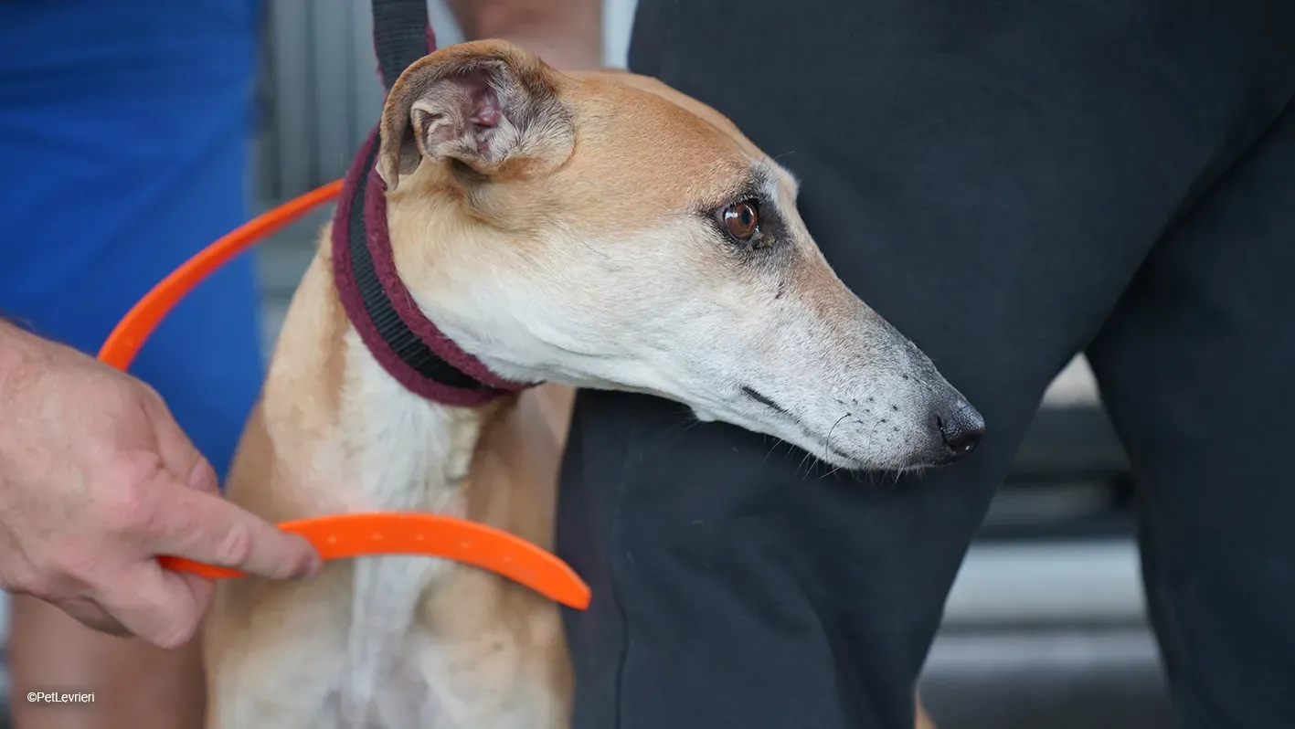 LUDMILA PetLevrieri arrivo galgo 16settembre 5