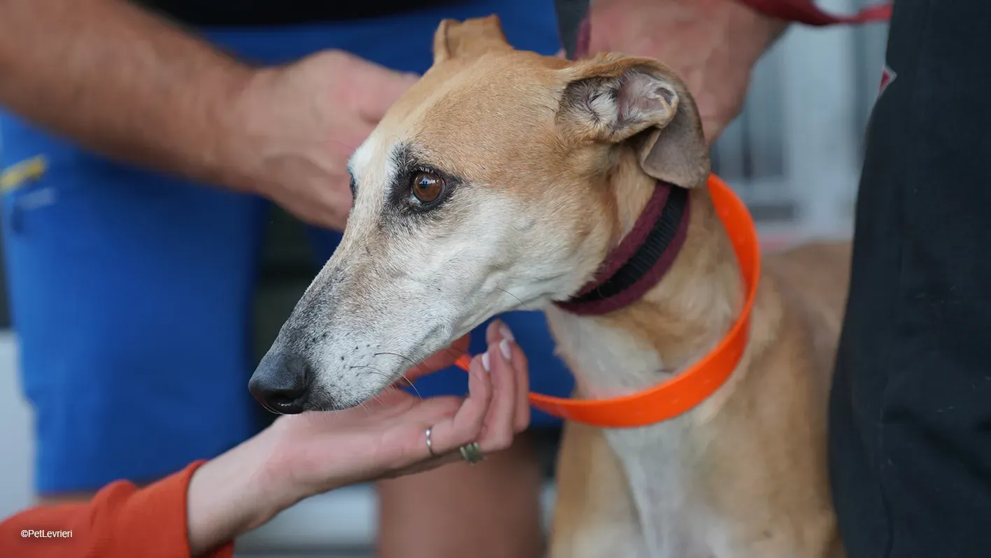 LUDMILA PetLevrieri arrivo galgo 16settembre 6
