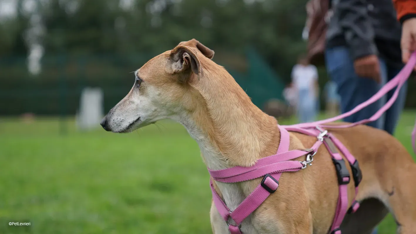 LUDMILA PetLevrieri arrivo galgo 16settembre 7