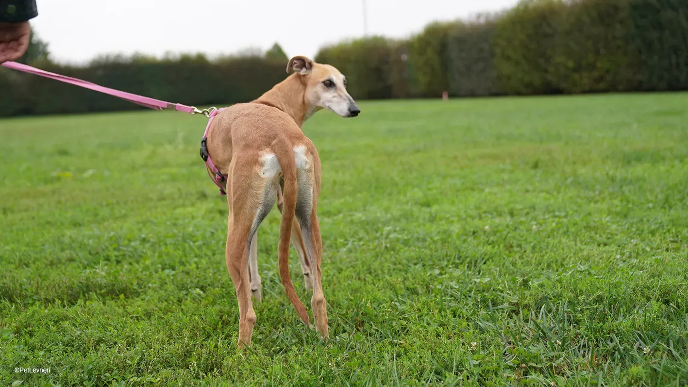 LUDMILA PetLevrieri arrivo galgo 16settembre 8