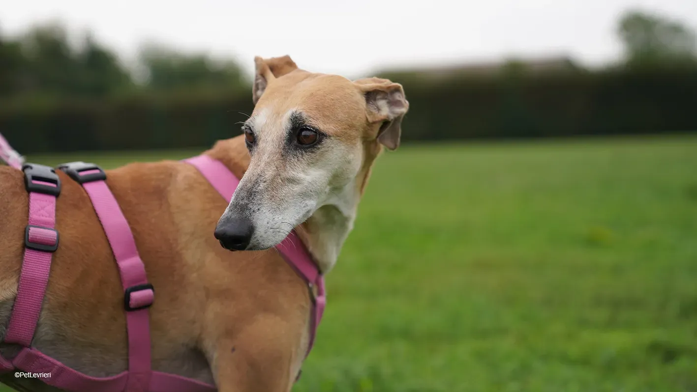 LUDMILA PetLevrieri arrivo galgo 16settembre 9