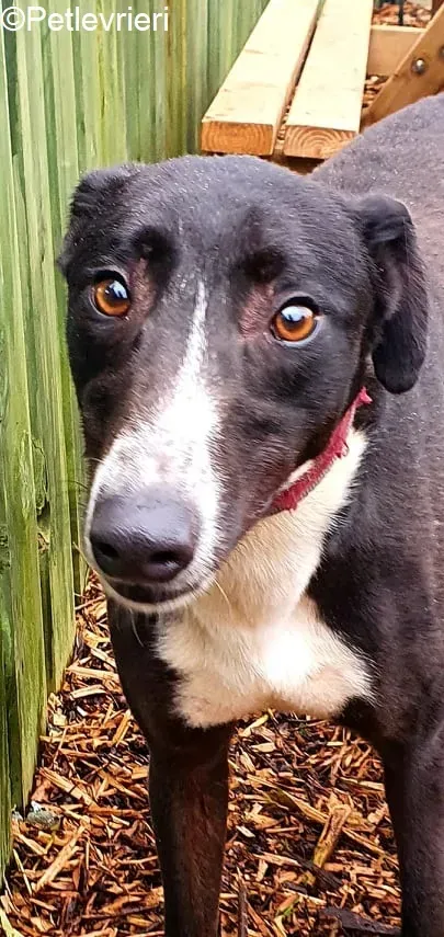 Lacoste adozione levrieri greyhound 1