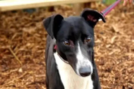 Lacoste adozione levrieri greyhound 2 e1614759843683