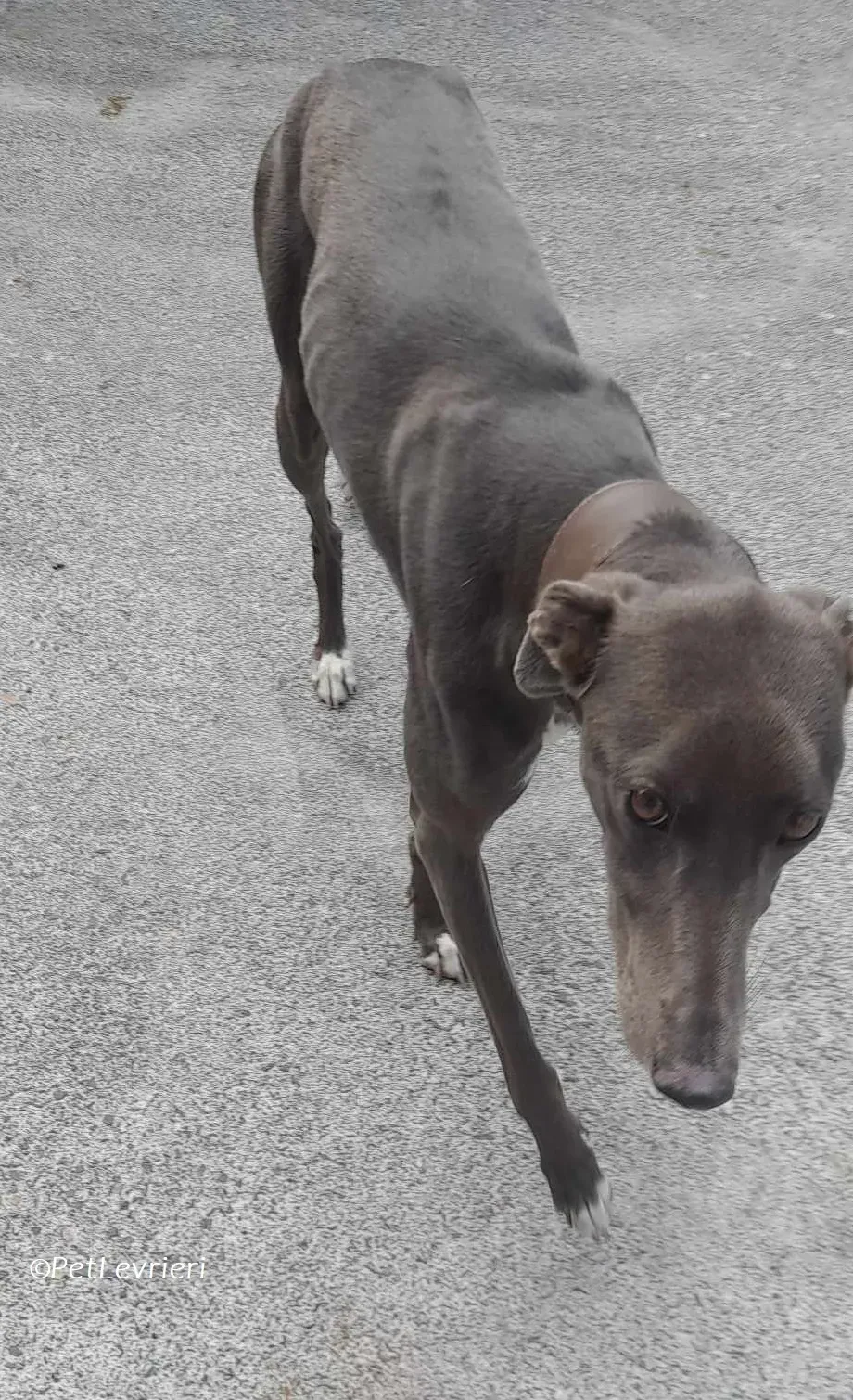 Lady adozione levrieri greyhound 1