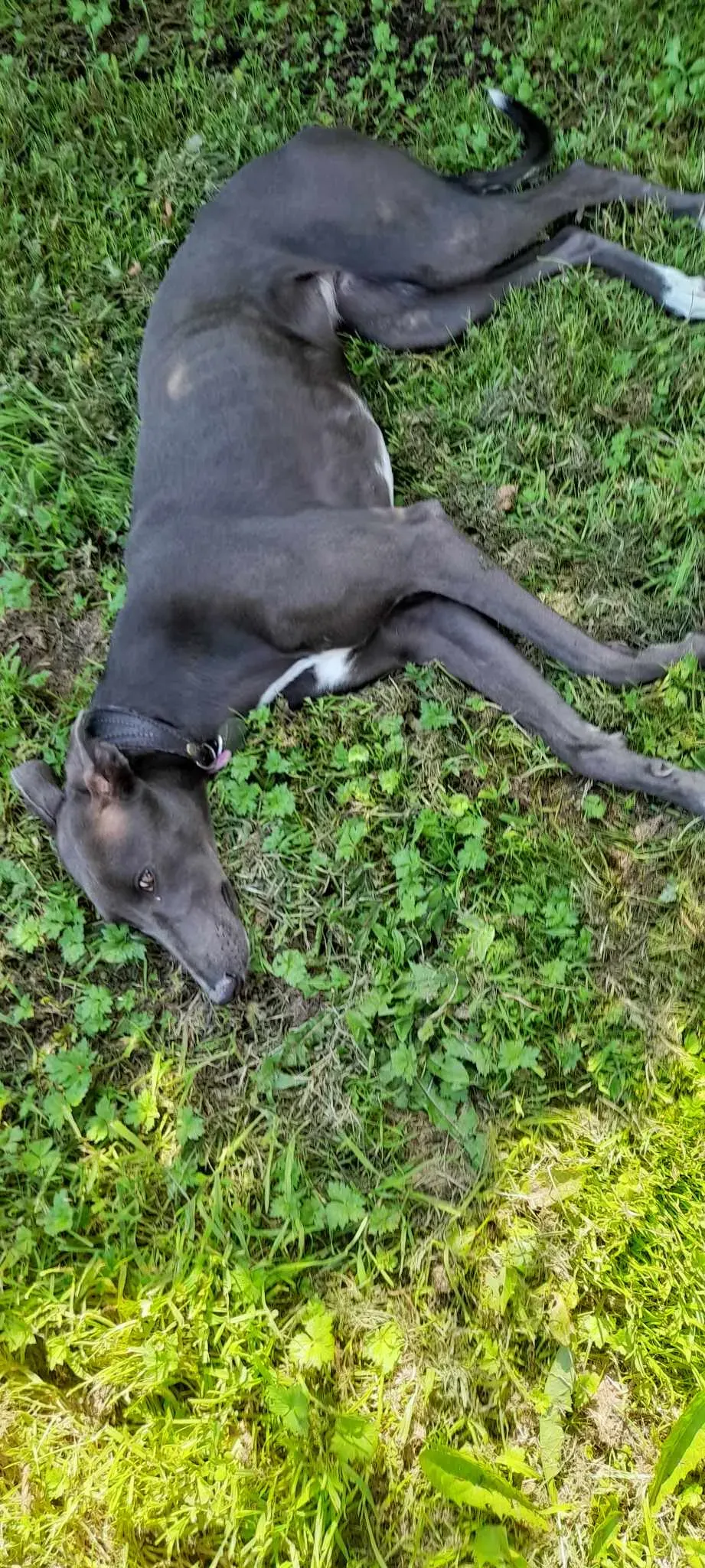 Lady adozione levrieri greyhound 10