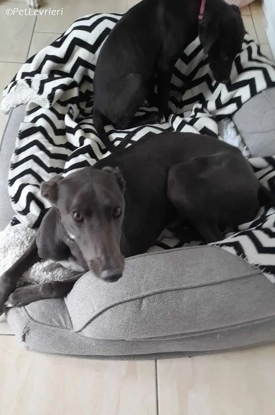 Lady adozione levrieri greyhound 5