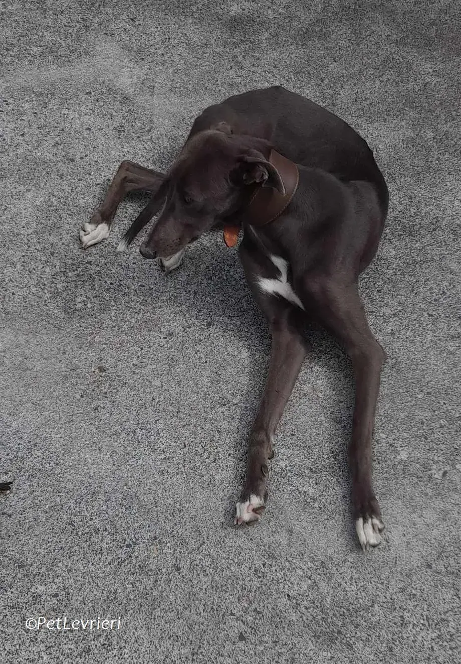 Lady adozione levrieri greyhound 7