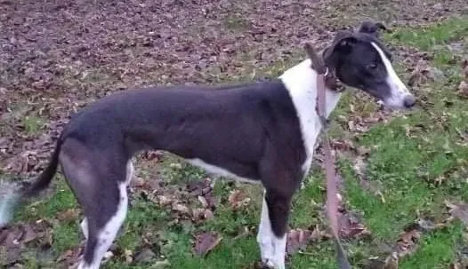 Lady adozione levrieri greyhound 2 e1641201065282