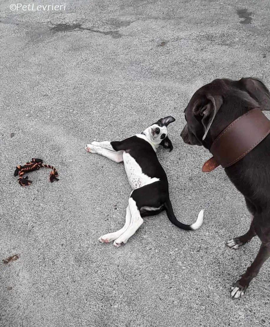 Lady adozione levrieri greyhound 4