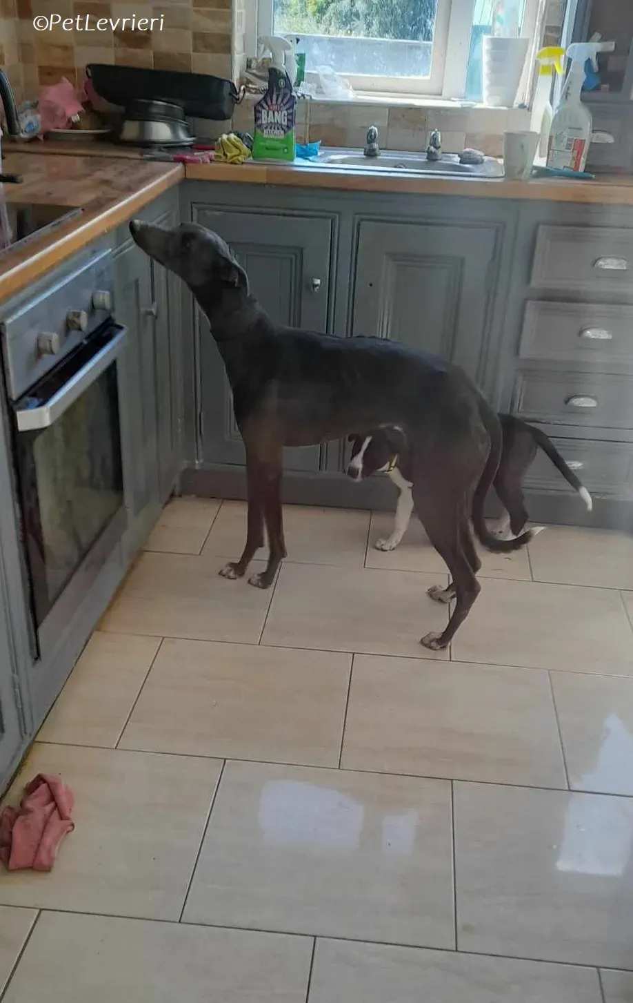 Lady adozione levrieri greyhound 6