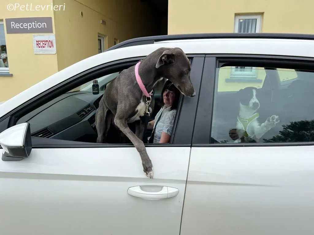 Lady adozione levrieri greyhound 11