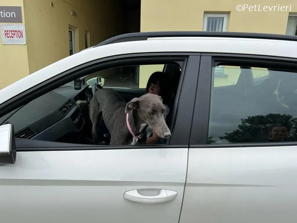 Lady adozione levrieri greyhound 12