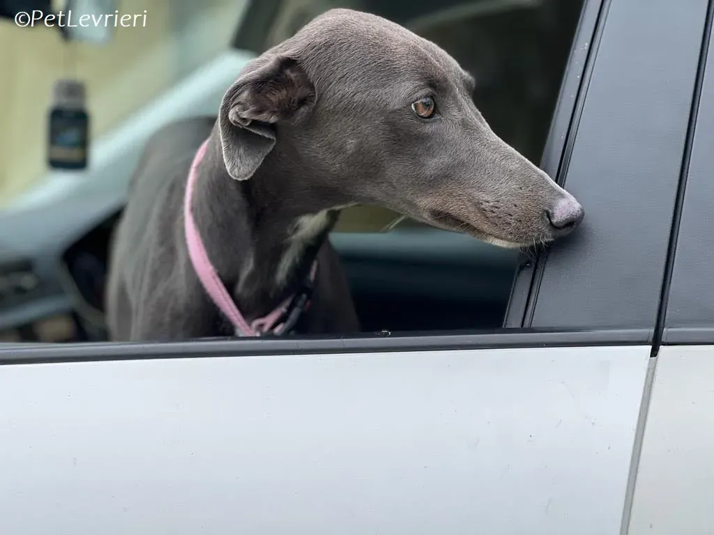 Lady adozione levrieri greyhound 13