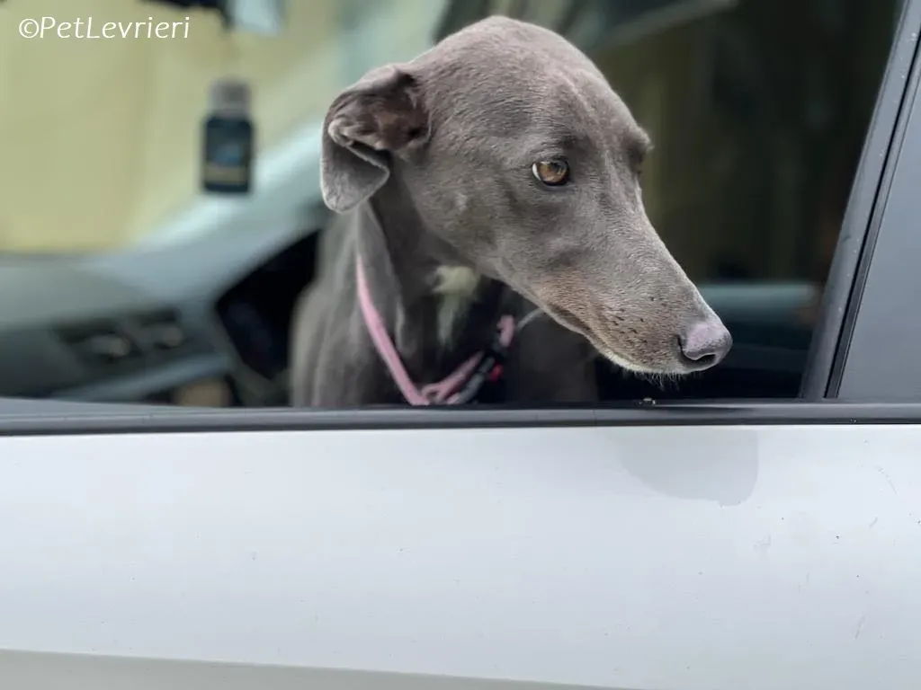 Lady adozione levrieri greyhound 14