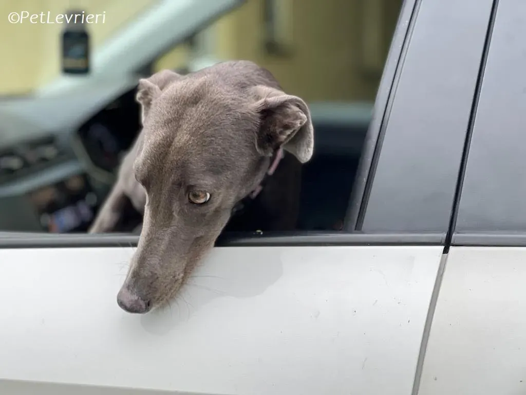 Lady adozione levrieri greyhound 15