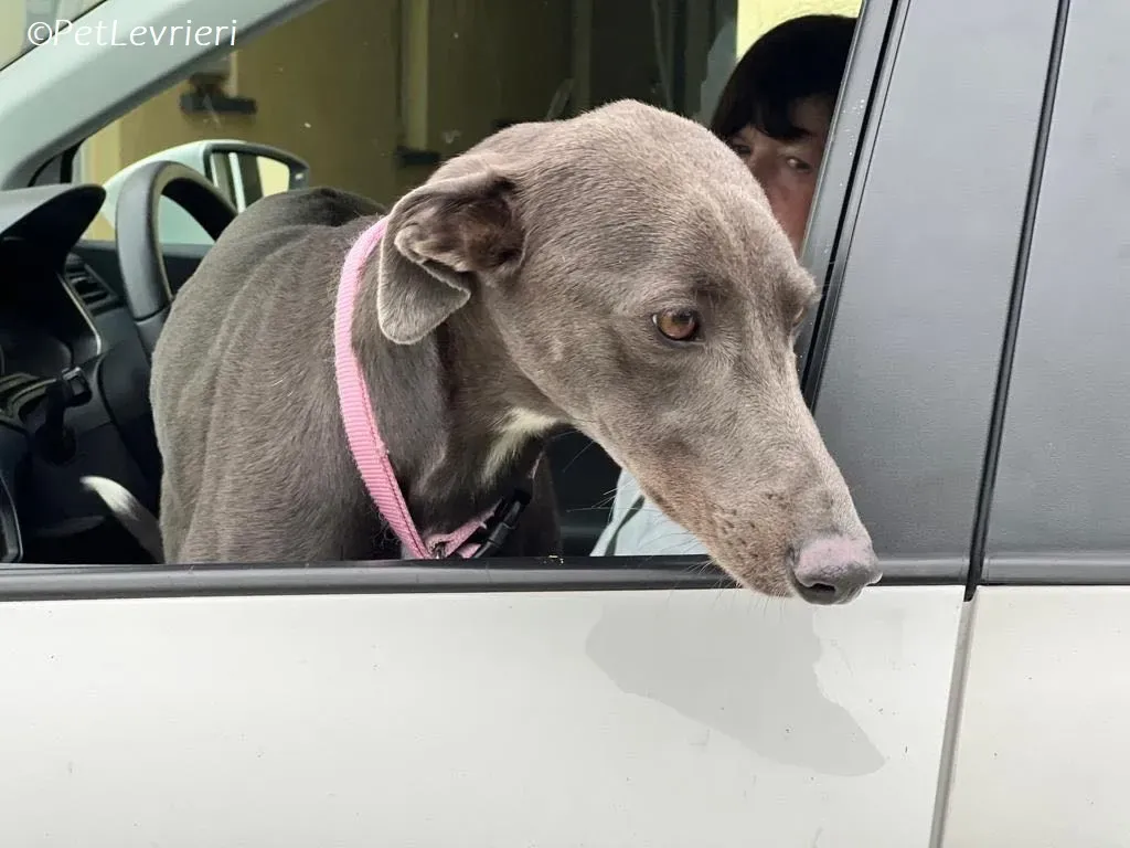 Lady adozione levrieri greyhound 16