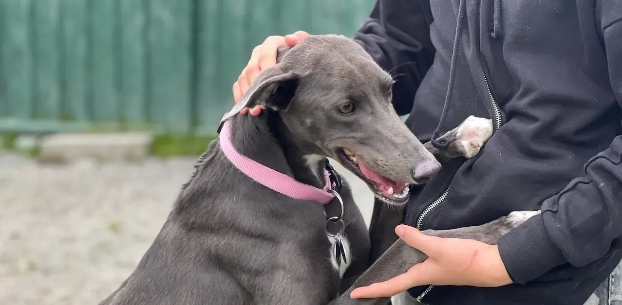 Lady adozione levrieri greyhound 32 e1692712322830