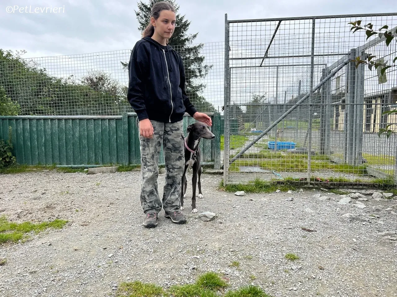 Lady adozione levrieri greyhound 17