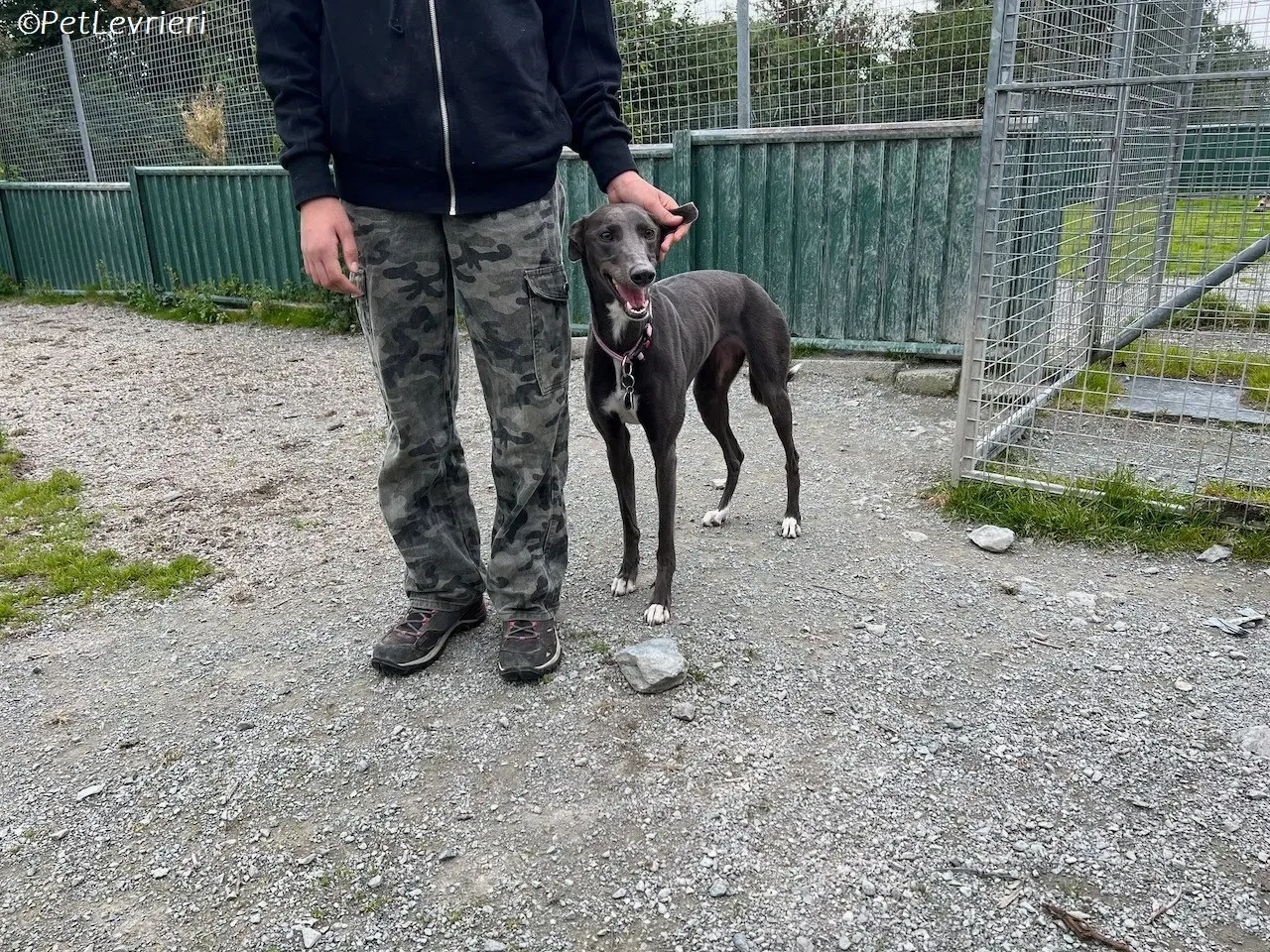 Lady adozione levrieri greyhound 18