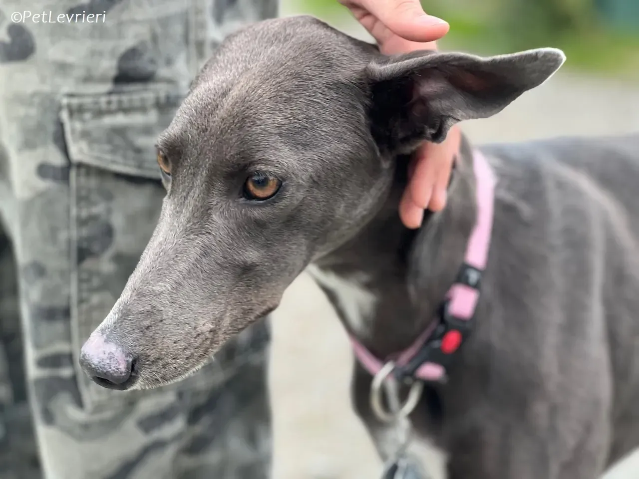 Lady adozione levrieri greyhound 19