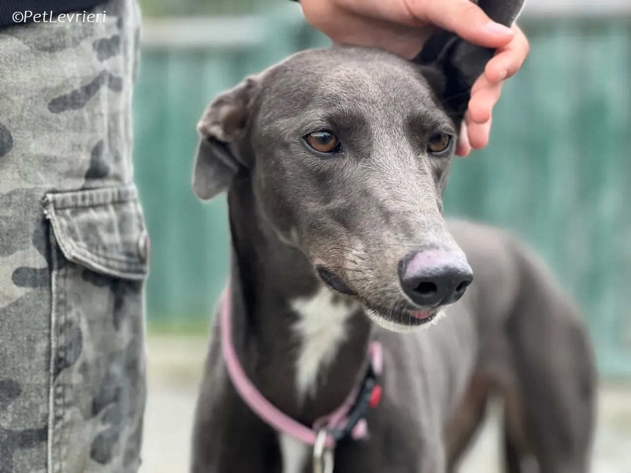 Lady adozione levrieri greyhound 20