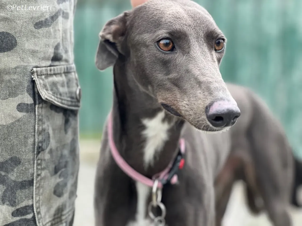 Lady adozione levrieri greyhound 21