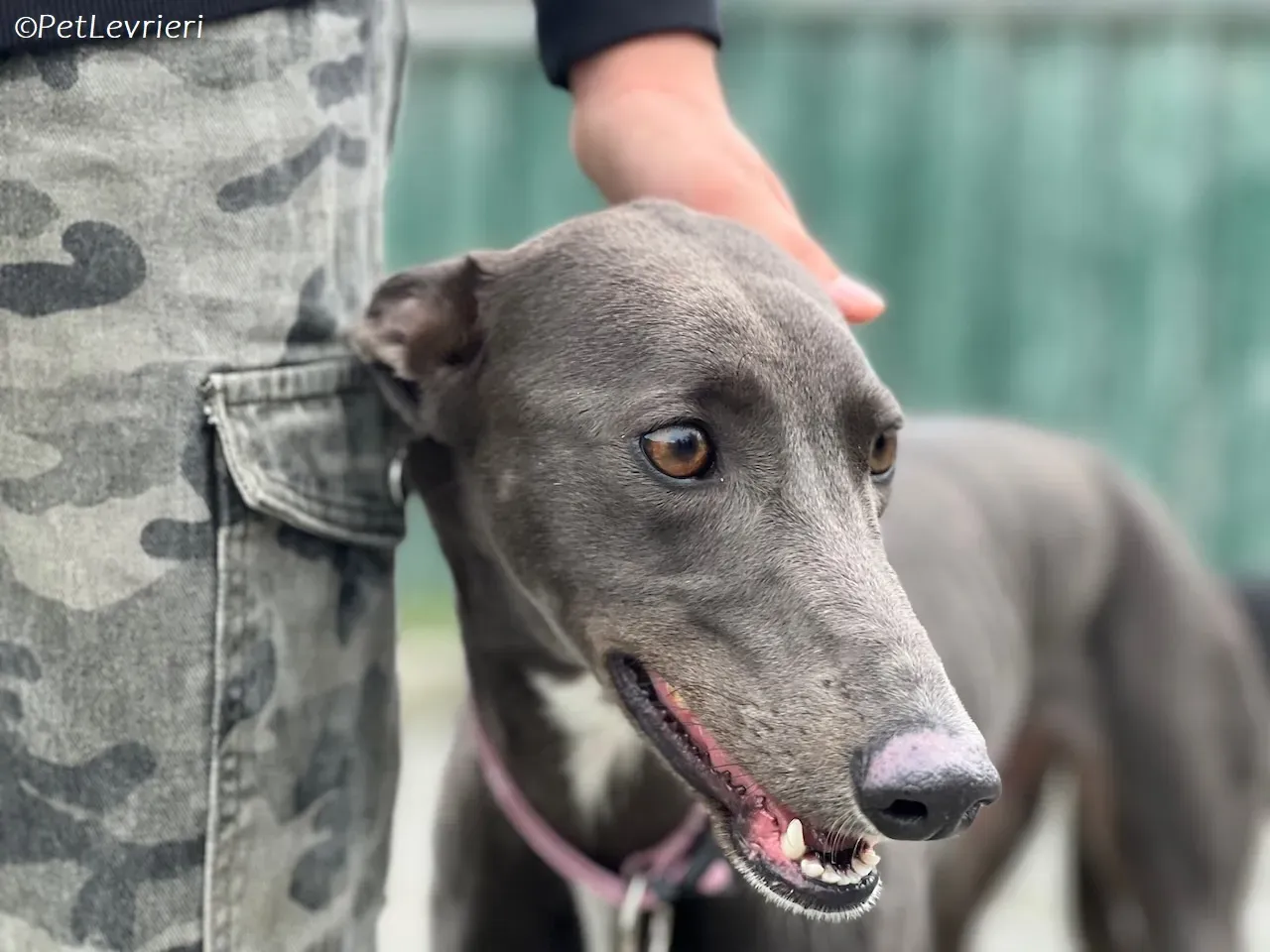 Lady adozione levrieri greyhound 22