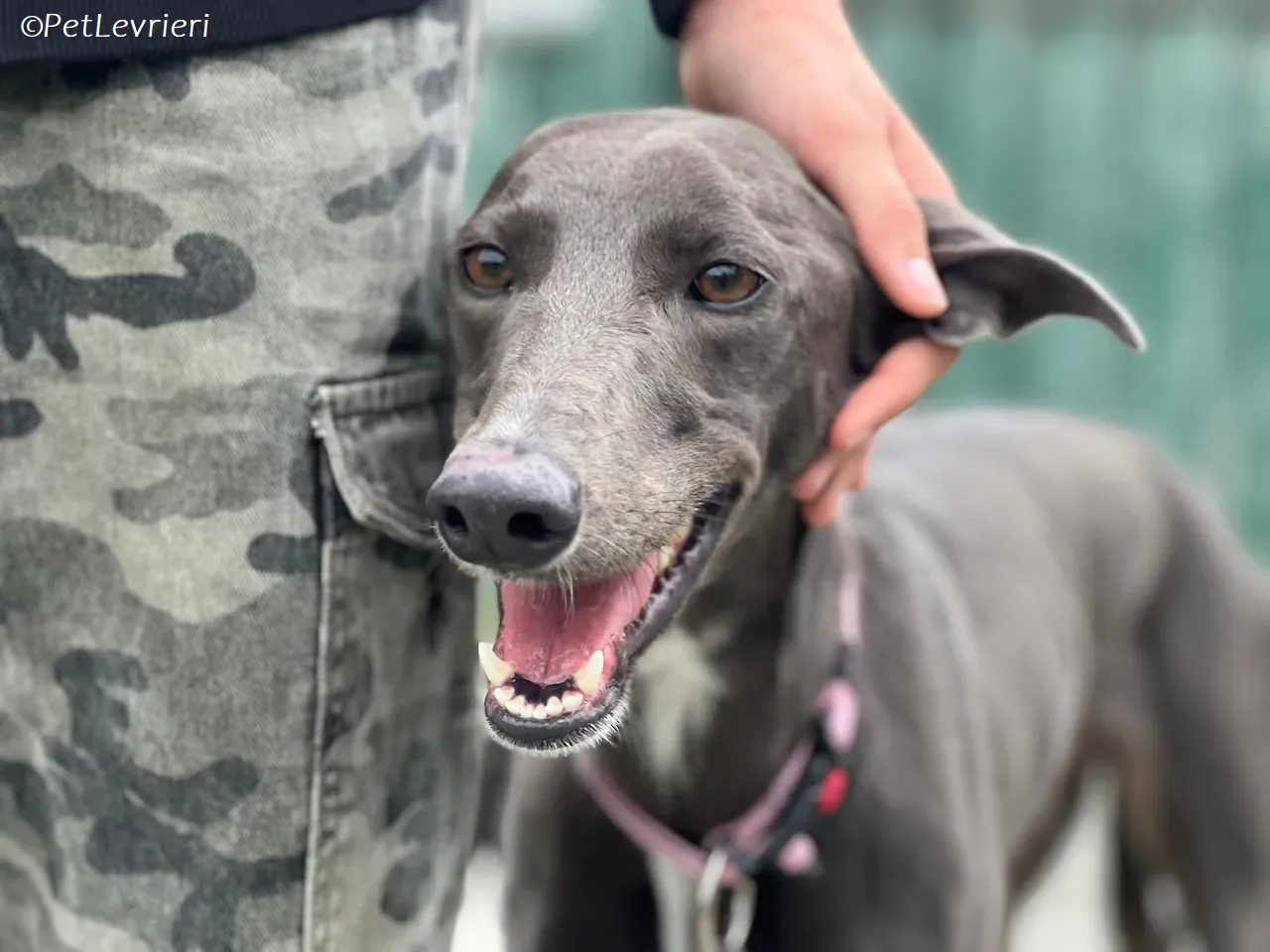 Lady adozione levrieri greyhound 23